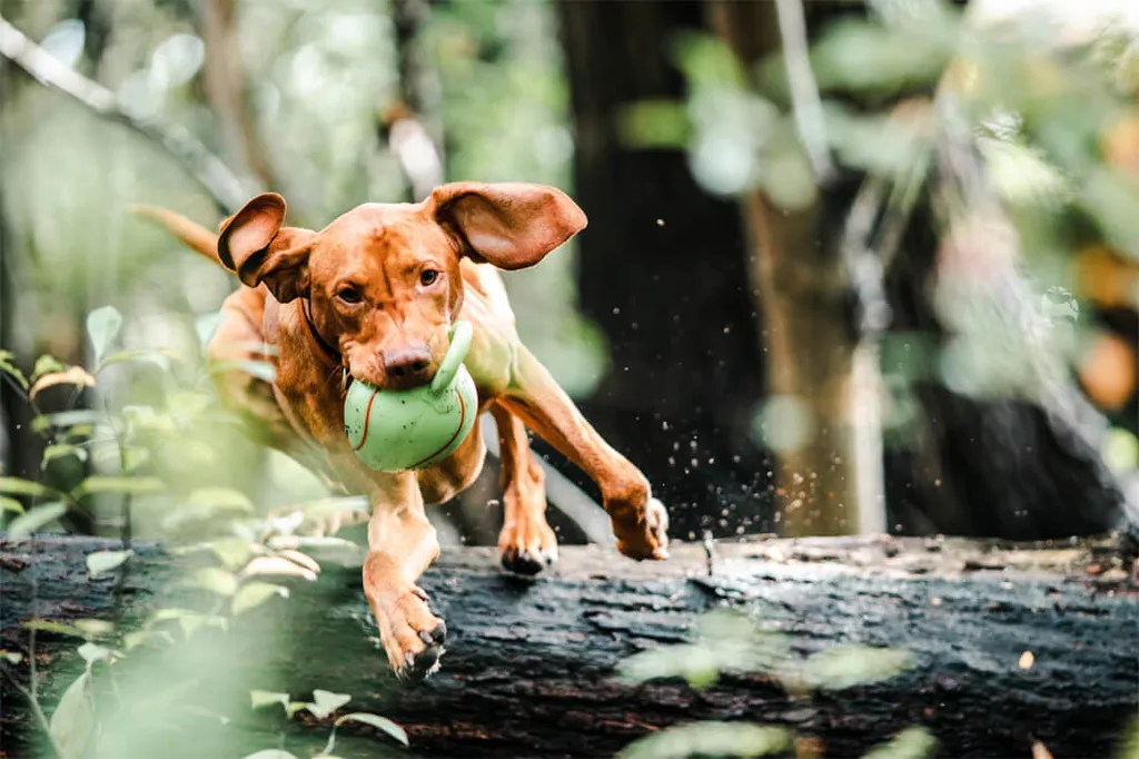 Vacances avec son chien à la ferme de loisirs Gut Hügle