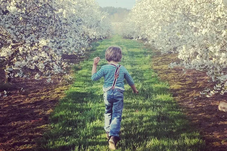 Cueillette de cerises au verger du Gut Hügle