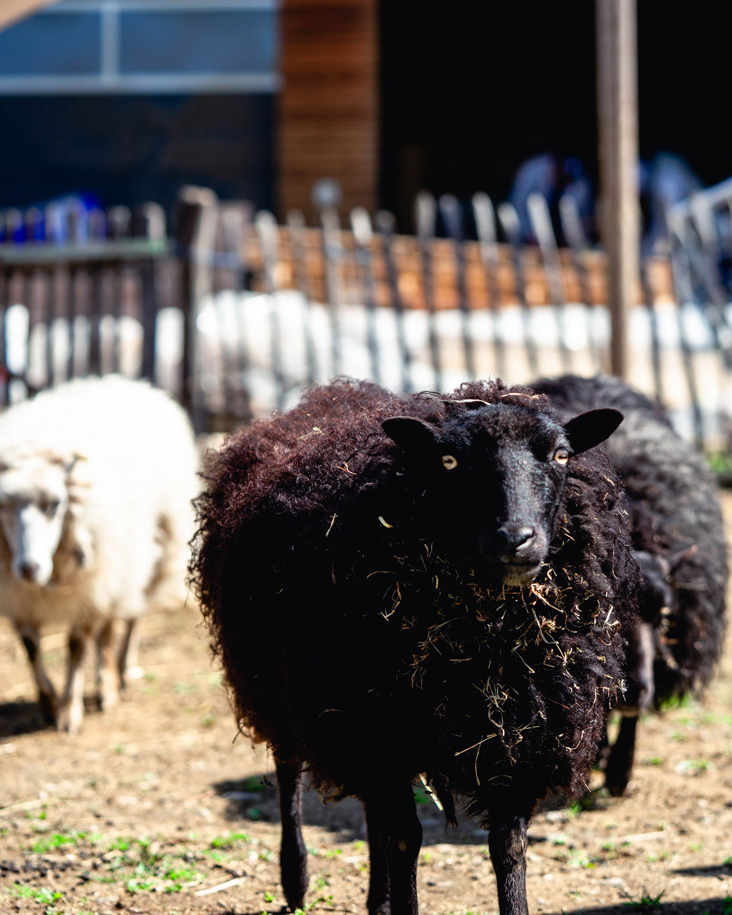 Animaux de la ferme de loisirs Gut Hügle