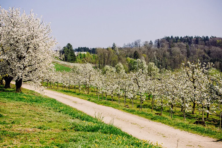 Ceriseraie en fleurs au Gut Hügle