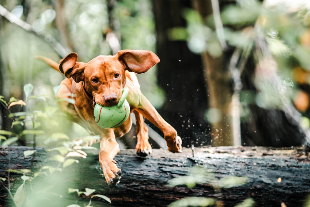 Vacances avec son chien à la ferme de loisirs Gut Hügle
