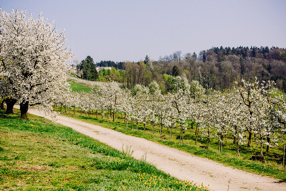 Ceriseraie en fleurs au Gut Hügle